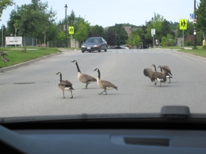 Canadian Geese Illegal Crossing